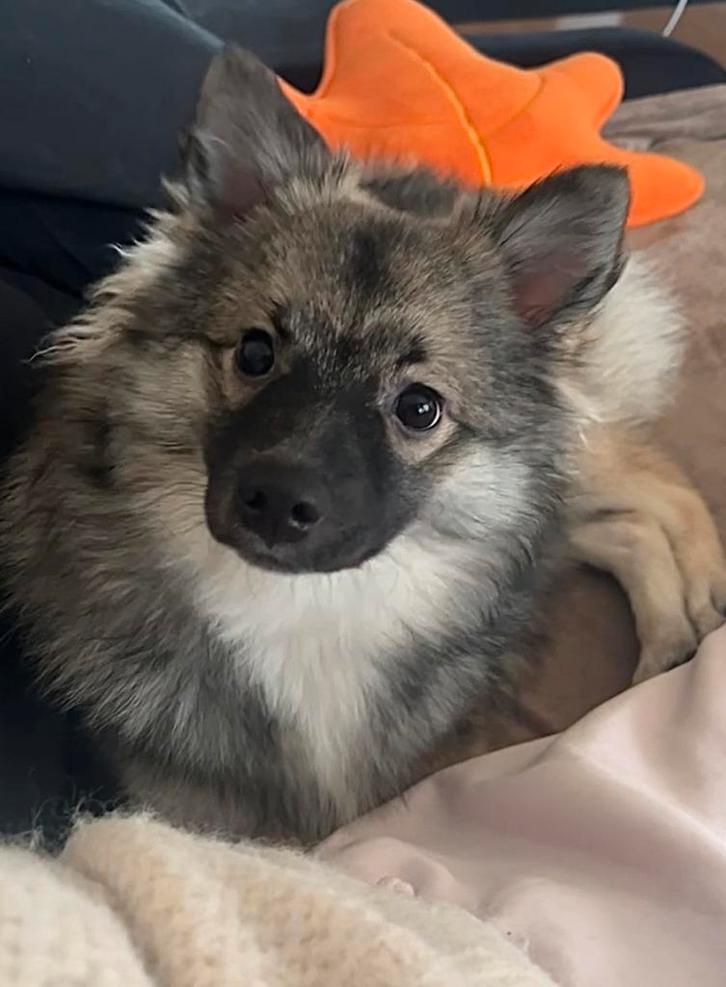 Japanse spits, Dieren en Toebehoren, Honden | Poolhonden, Keeshonden en Oertypen, Teef, Keeshond, Particulier, Eén hond, Nederland