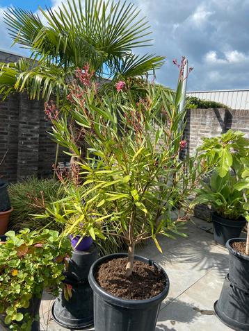 Mooie grote oleander op stam in een grote pot aangeboden!! beschikbaar voor biedingen