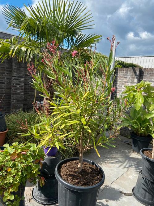 Mooie grote oleander op stam in een grote pot aangeboden!!, Tuin en Terras, Planten | Tuinplanten, Vaste plant, Overige soorten