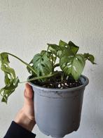Monstera adansonii, Ophalen, Overige soorten, Minder dan 100 cm