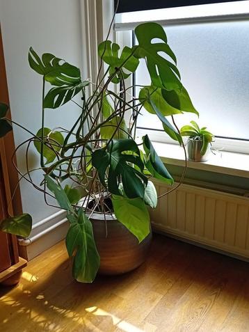 Kamerplant / plant met prachtige pot / Monstera Deliciosa beschikbaar voor biedingen