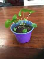 Mooie pannenkoek plantjes, Ophalen of Verzenden