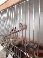 Koppel onverwante majoor putters geringd 2024, Meerdere dieren, Wildzangvogel, Geringd