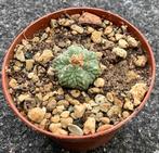 Cactus, Aztekium ritteri, Huis en Inrichting, Kamerplanten, Ophalen of Verzenden, Cactus, Volle zon, Minder dan 100 cm