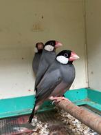 te koop koppel rijstvogels, Dieren en Toebehoren, Meerdere dieren, Tropenvogel