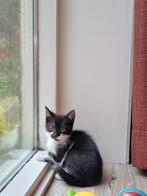 Kittens, Dieren en Toebehoren, Katten en Kittens | Overige Katten