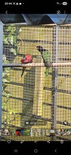 Koppel stella.s, Dieren en Toebehoren, Vogels | Parkieten en Papegaaien, Meerdere dieren, Parkiet