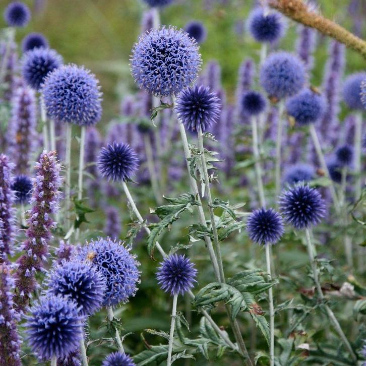 Sierdistel zaden, Tuin en Terras, Bloembollen en Zaden, Zaad, Voorjaar, Volle zon, Ophalen of Verzenden