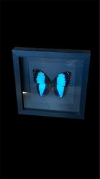 Opgezette vlinder morpho achilles in 3D lijst taxidermie, Ophalen of Verzenden, Nieuw, Insect, Opgezet dier