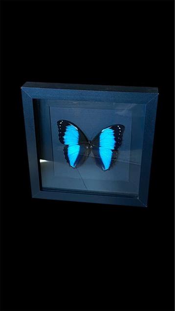 Opgezette vlinder morpho achilles in 3D lijst taxidermie beschikbaar voor biedingen