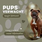 Continental Bulldog pups verwacht (GEZOND!!!!), Dieren en Toebehoren, Honden | Bulldogs, Pinschers en Molossers, Nederland, 8 tot 15 weken