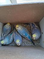 Grasparkieten, Dieren en Toebehoren, Vogels | Parkieten en Papegaaien, Meerdere dieren, Parkiet, Tam