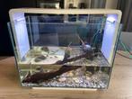 Aquarium 80 liter - compleet, Dieren en Toebehoren, Vissen | Aquaria en Toebehoren, Ophalen, Zo goed als nieuw, Gevuld zoetwateraquarium