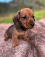 Dwerg teckel korthaar reutje 8 weken, Dieren en Toebehoren, Honden | Teckels en Dashonden, Parvo, Reu, 8 tot 15 weken, Korthaar