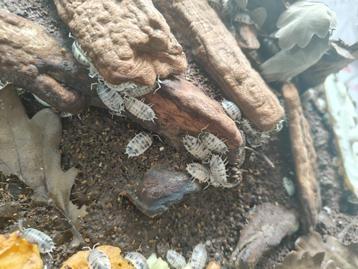 Porcellio laevis panda /dairy cow beschikbaar voor biedingen