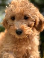 Beeldschone medium Labradoodle pups ! Uitstekend verzorgd, Dieren en Toebehoren, CDV (hondenziekte), Meerdere, 8 tot 15 weken