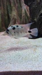 Vieja Argentea, Dieren en Toebehoren, Vissen | Aquariumvissen, Vis, Zoetwatervis, Schoolvis