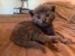 Blauwe rus kittens, Dieren en Toebehoren, Katten en Kittens | Raskatten | Korthaar, Meerdere dieren, Ontwormd, 0 tot 2 jaar