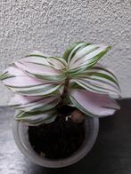 Tradescantia albiflora albovittata (pink clone), Ophalen of Verzenden, Halfschaduw, Minder dan 100 cm