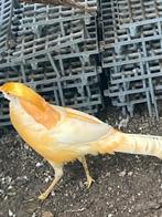 Fazanten (Peach), Dieren en Toebehoren, Pluimvee, Meerdere dieren, Overige soorten
