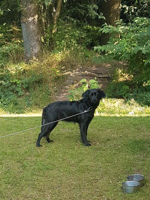 Markiesje x Markiesje/Kooiker pups verwacht, Dieren en Toebehoren, Honden | Retrievers, Spaniëls en Waterhonden, Meerdere dieren