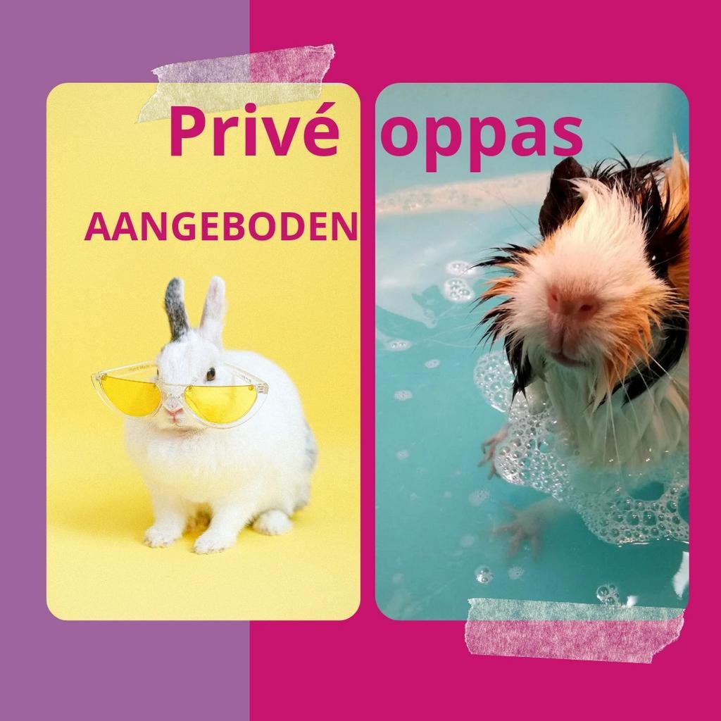 Konijnen en cavia's privé opvang in de woonkamer met airco, Mannelijk