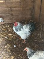 Mooie wyandotte haan, Dieren en Toebehoren, Pluimvee, Mannelijk, Kip