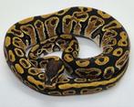 0.1 Hurricane 100% het Albino, Slang