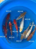 Diverse Japanse koi karper | Koikarpers  | Nisai vissen, Karper of Koi