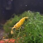 Gele | Yellow Fire Neon Backline neocaridina garnalen, Kreeft, Krab of Garnaal, Zoetwatervis, Schoolvis
