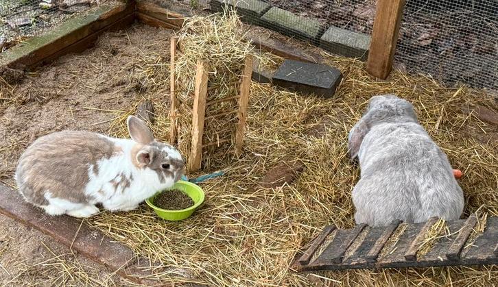 2 konijnen ter overname, Dieren en Toebehoren, Konijnen, Meerdere dieren, Hangoor