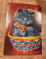 Fluffy grijs poesje in gekleurd mandje, Verzenden, 1980 tot heden, Gelopen, Hond of Kat