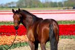 Prachtige 3 jarige draver ruin, Dieren en Toebehoren, Paarden, Gechipt, Ruin, 3 tot 6 jaar, 160 tot 165 cm