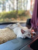 Poezen zoeken nieuw huisje, Dieren en Toebehoren, Katten en Kittens | Raskatten | Korthaar, Meerdere dieren, Gechipt, 0 tot 2 jaar