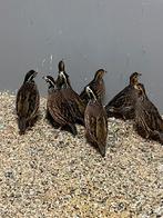 Meerdere mooie virginische boomkwartels natuurbroed, Meerdere dieren