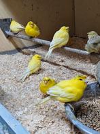 5 - 7 rheinlander kanaries allen met kuif, Dieren en Toebehoren, Meerdere dieren, Postuurkanarie