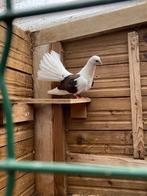 Te koop koppel jonge pauwenstaarten, Dieren en Toebehoren, Vogels | Duiven, Meerdere dieren, Overige soorten