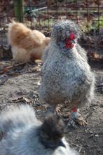 BROEDEIEREN ZIJDEHOENDER KIPPEN USA TYPE, Geslacht onbekend, Kip