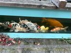 Koi Karpers, Dieren en Toebehoren, Karper of Koi