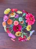 Mix van diverse zinnia zaden, Verzenden, Voorjaar, Volle zon, Zaad