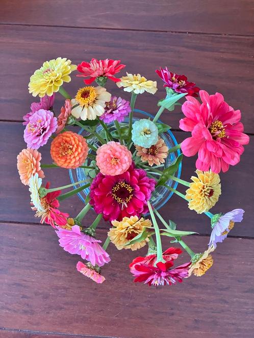 Mix van diverse zinnia zaden, Tuin en Terras, Bloembollen en Zaden, Zaad, Voorjaar, Volle zon, Verzenden