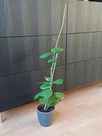 Hoya Kerrii / hartjesplant groot, Ophalen, Halfschaduw, Minder dan 100 cm