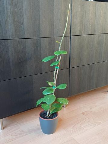Hoya Kerrii / hartjesplant groot beschikbaar voor biedingen