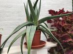 2 super grote Aloe Vera planten uit Curaçao( 1 m doorsnede), Ophalen, Halfschaduw, Minder dan 100 cm