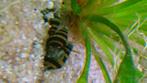 Helenaslak  slakkeneters, Dieren en Toebehoren, Vissen | Aquariumvissen, Slak of Weekdier, Zoetwatervis