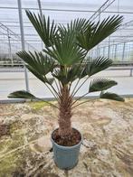 Trachycarpus WAGNERIANUS, winterhard, Tuin en Terras, Ophalen, Overige soorten, Volle zon
