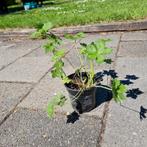 Geranium, ooievaarsbek, Tuin en Terras, Planten | Tuinplanten, Ophalen, Zomer, Overige soorten, Volle zon