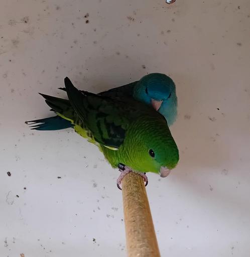 4 jonge catharina parkietjes, Dieren en Toebehoren, Vogels | Parkieten en Papegaaien, Parkiet, Meerdere dieren, Geringd