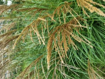 Zeer grote pol siergras prachtriet Miscanthus sinensis  beschikbaar voor biedingen