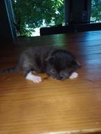 Super mooie kitten, Dieren en Toebehoren, Katten en Kittens | Overige Katten
